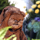 An Ewok